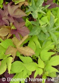 Ipomoea batatas 'Sweet Caroline Light Green'